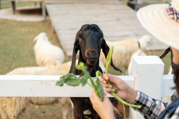 Farmers feed sheep and goats. Sheep farm animal feed in field Outdoors.