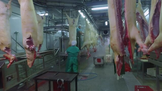 Huge amounts of slaughtered pigs on an industrial pork production conveyor. Workers butchering pigs at industrial pork production facility. Cutting carcasses at Industrial pork production plant