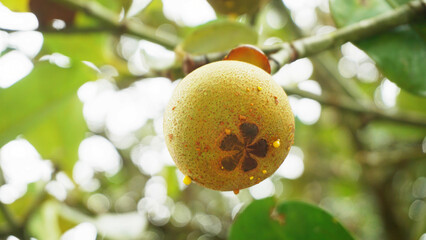 A Mangosteens on a tree. Young mangosteens on tree. Organic green Mangosteens. Juicy flavorful Mangosteens of nature background. Selective focus on Mangosteens.