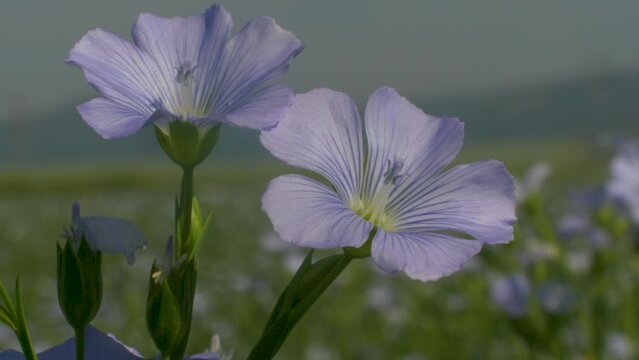 This stock video shows beautiful, delicate, blue summer flax flowers in a field on a sunny day. This video will decorate your projects related to flowers, flax, agriculture, oilseeds, fields.