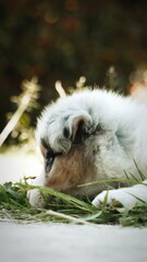 close up of a white dog