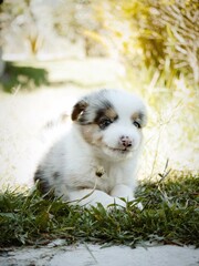 puppy in the grass