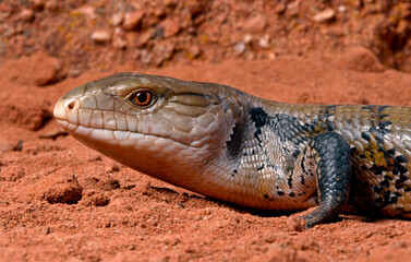 Indonesian blue-tongued skink // Riesenblauzungenskink, Südlicher Neuguinea-Blauzungenskink (Tiliqua gigas evanescens)