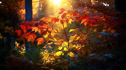 紅葉する葉、やわらかな日差しが差し込む森林の風景