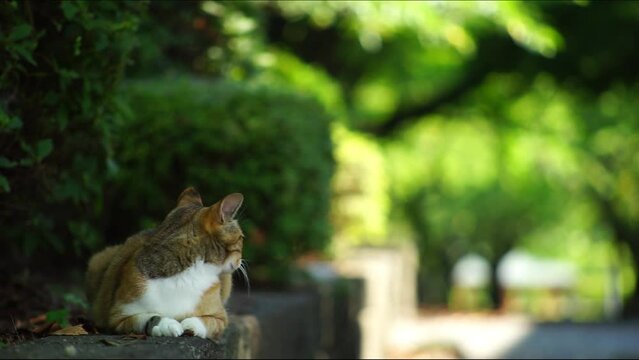 公園住まいの猫