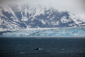 Cruise to Hubbard Glacier Bay in Alaska with floating ice bergs and drift ice floes on ocean water surface surrounded by snow cap mountains and wildlife wild nature scenery Last Frontier adventure