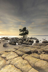Tree on the rock at the beach