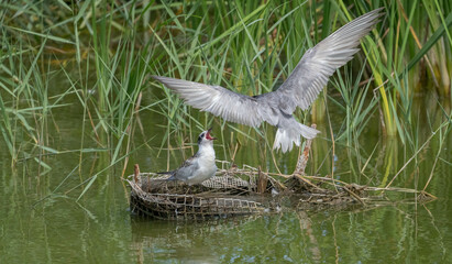 whiskered tern feeding its chick