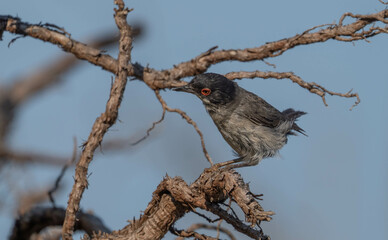 sardinian warbler on the branch