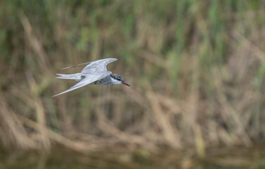 whiskered tern flying over the marsh