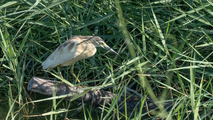 Squacco Heron in the marshes of the ebro delta
