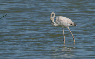 greater flamingo in the ebro delta