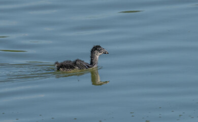 Western Swamphen baby swimming in the marsh