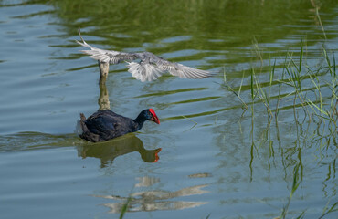 whiskered tern attacking a western swamphen for territory	