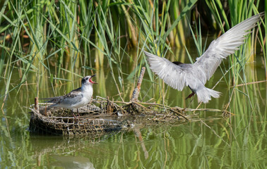 whiskered tern feeding its chick	