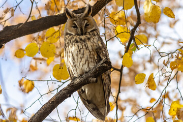 Long-eared Owl (Asio otus) on tree