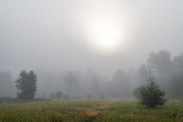 Fog descended on the meadow and trees, hiding the horizon in a haze. Foggy morning.