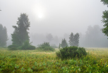 Obraz na płótnie Canvas Fog descended on the meadow and trees, hiding the horizon in a haze. Foggy morning.