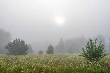 Obraz na płótnie Canvas Fog descended on the meadow and trees, hiding the horizon in a haze. Foggy morning.