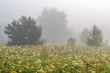 Fog descended on the meadow and trees, hiding the horizon in a haze. Foggy morning.
