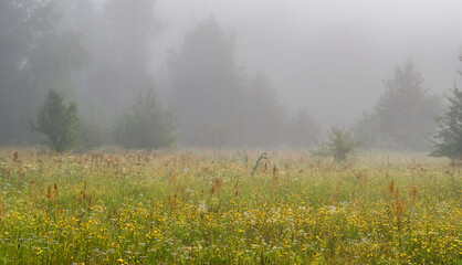 Fog descended on the meadow and trees, hiding the horizon in a haze. Foggy morning.