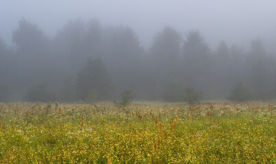 Fog descended on the meadow and trees, hiding the horizon in a haze. Foggy morning.