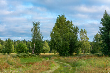 Blooming meadows. Beautiful herbs. Nice walk in nature. Hiking.