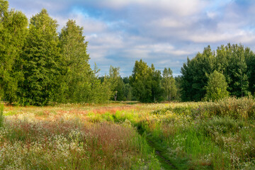 Blooming meadows. Beautiful herbs. Nice walk in nature. Hiking.