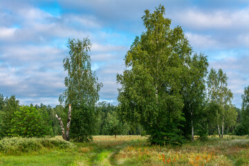 Obraz premium Blooming meadows. Beautiful herbs. Nice walk in nature. Hiking.