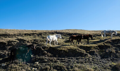 Horse herd white brown color in Epirus nature, destination Greece. Free wild mammal animal walking.