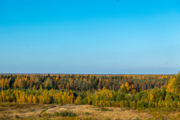 Panorama. Lonely beautiful autumn tree. Autumn Landscape. High quality photo