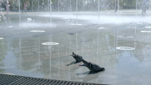 City central square pigeon birds take bath and drink fountain water in hot summer day