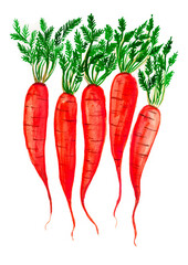 Red carrots with green leaves. Vertically located on a white background. They have dark horizontal stripes. Watercolor.