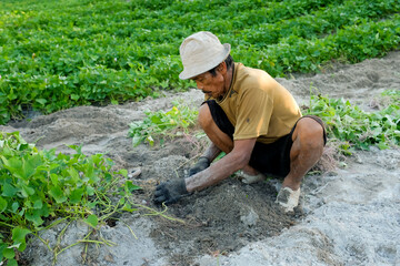 Asian male farmer harvesting fresh sweet potatoes on an organic farm. Farm or cultivation concept