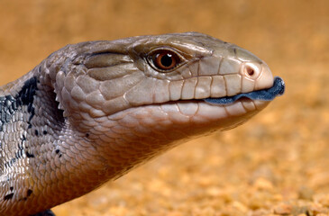 Indonesian blue-tongued skink // Riesenblauzungenskink, Südlicher Neuguinea-Blauzungenskink...