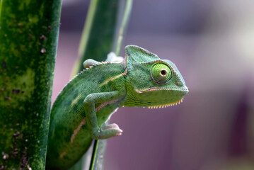 Baby veiled chameleon hanging on a plant © Cavan