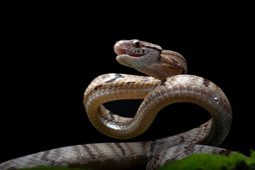 Dog-toothed Cat Snake in attack position