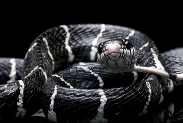 the gold-ringed cat snake on a tree branch