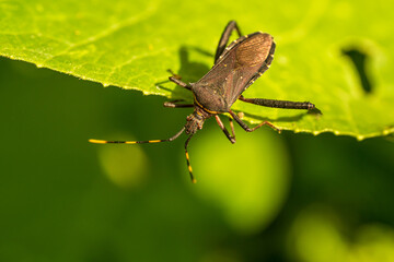 shield bug adult on a leaf