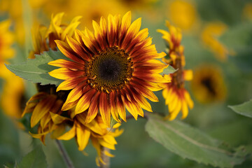 Fototapeta premium Cluster of yellow, orange, and red sunflowers in field. 