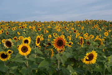 Fototapeta premium Field of yellow and red sunflowers under blue skies.