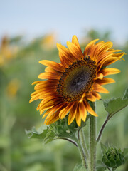 Closeup of yellow, orange, and red sunflower in field.   