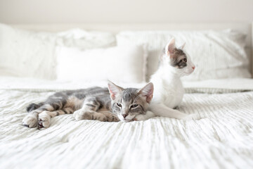 Two sleepy male kittens resting together on bed
