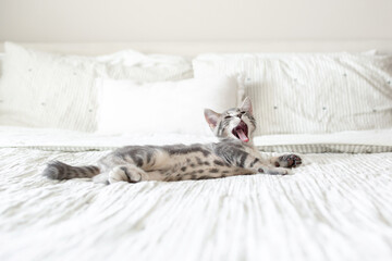 Sleepy gray and white kitten with wide yawn laying on bed