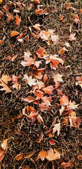 Crisp autumn leaves on the frosty grass