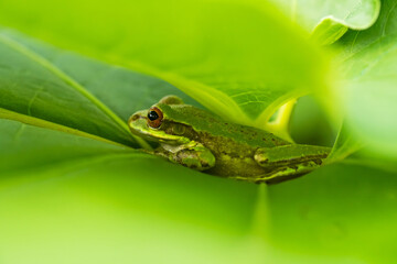 Rana Arborícola Cubana - Osteopilus septentrionalis