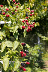 Blackberries on the branches of a blackberry bush