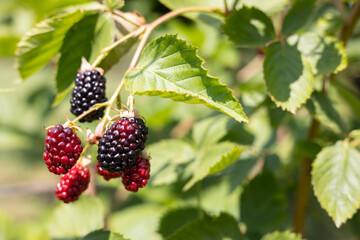 Blackberries on a branch with green leaves