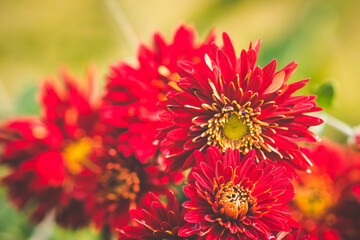 Red and yellow chrysanthemum against blurred green background.