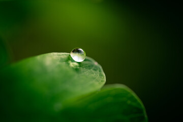 Macro image of water droplet on green leaf. 